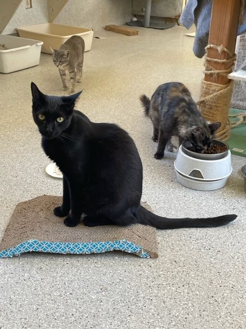 Parsnip, a Adoptable Domestic Short Hair in Mountain Center, CA image 4/10