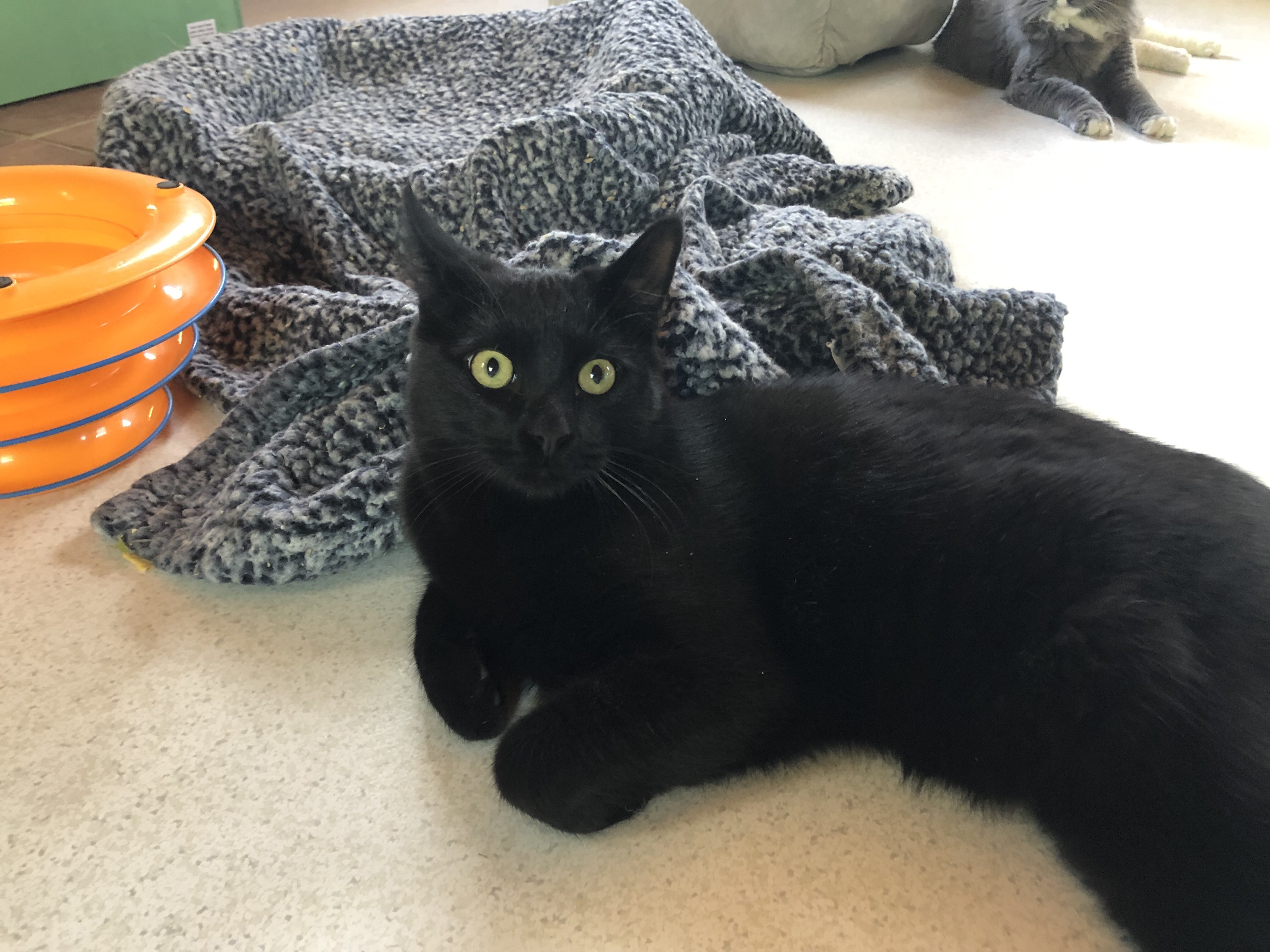 Parsnip, a Adoptable Domestic Short Hair in Mountain Center, CA image 5/10