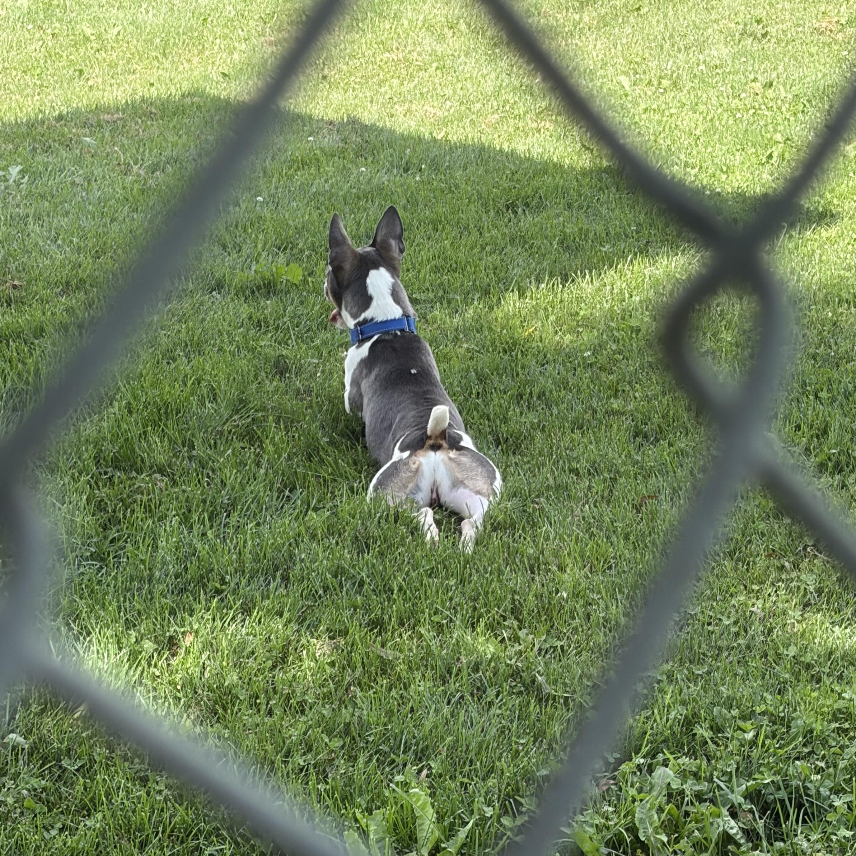 Javee, an adoptable mixed breed in Lake Odessa, MI image 6/6