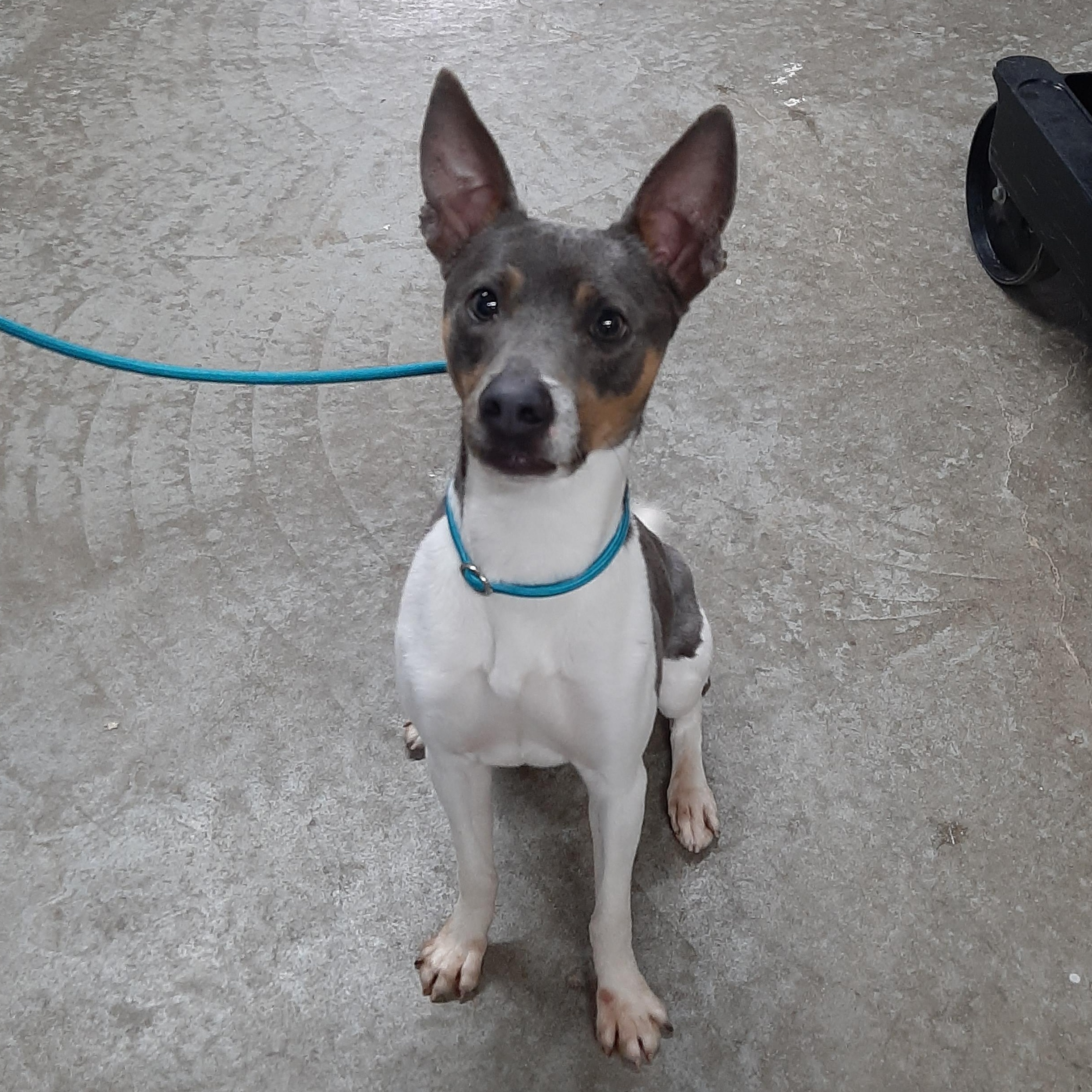 Javee, an adoptable mixed breed in Lake Odessa, MI image 3/6