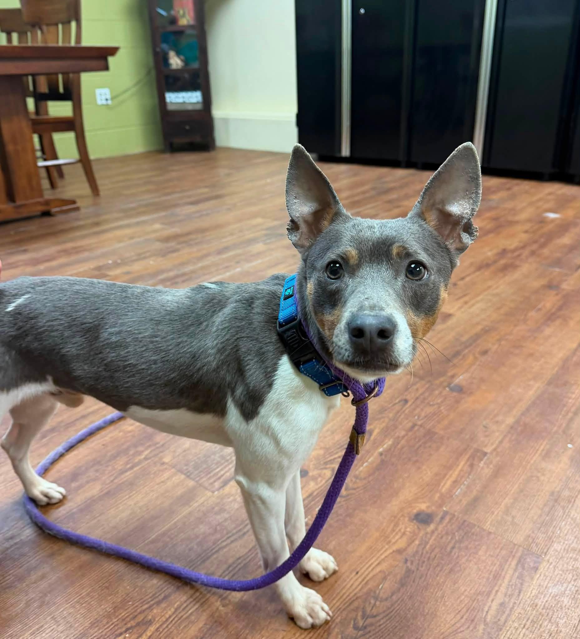 Javee, an adoptable mixed breed in Lake Odessa, MI image 5/6