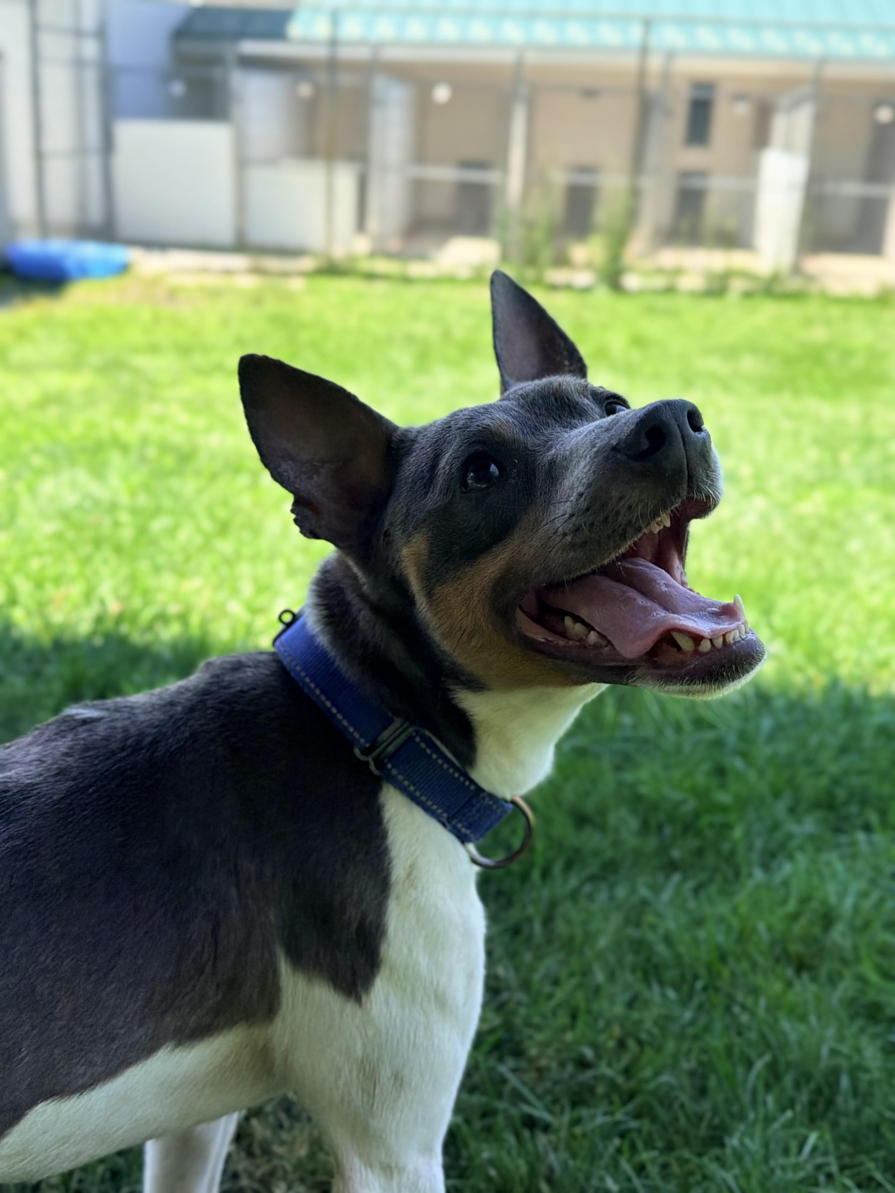 Javee, an adoptable mixed breed in Lake Odessa, MI image 2/6