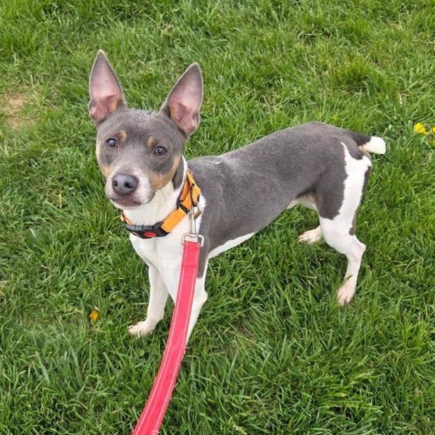 Javee, an adoptable mixed breed in Lake Odessa, MI image 1/6
