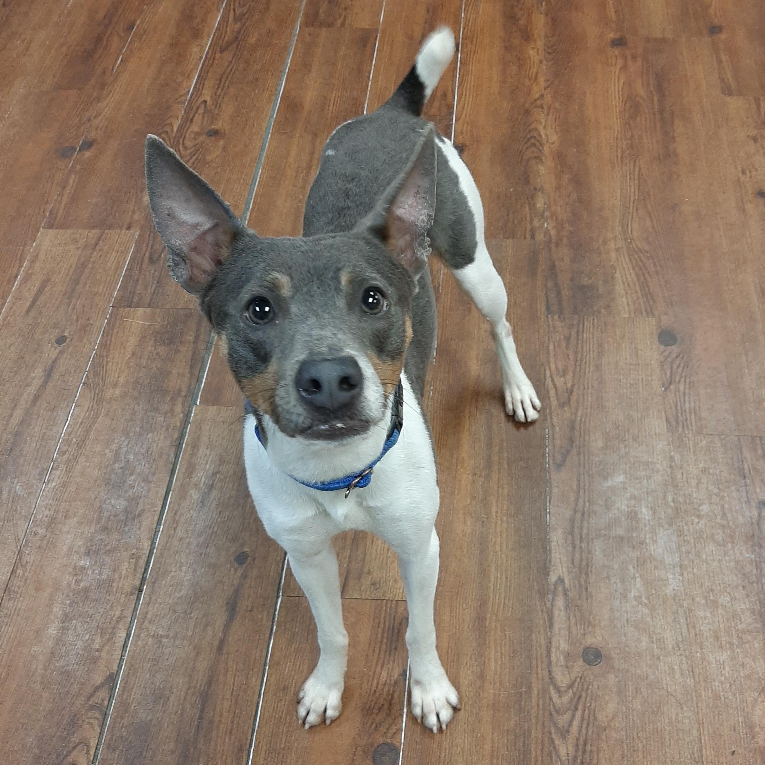 Javee, an adoptable mixed breed in Lake Odessa, MI image 4/6