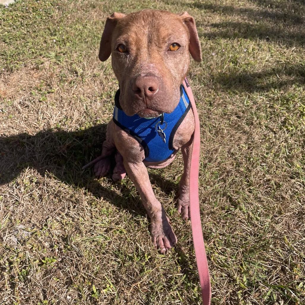 Gator, Adoptable, Adult Male Pit Bull Terrier.
