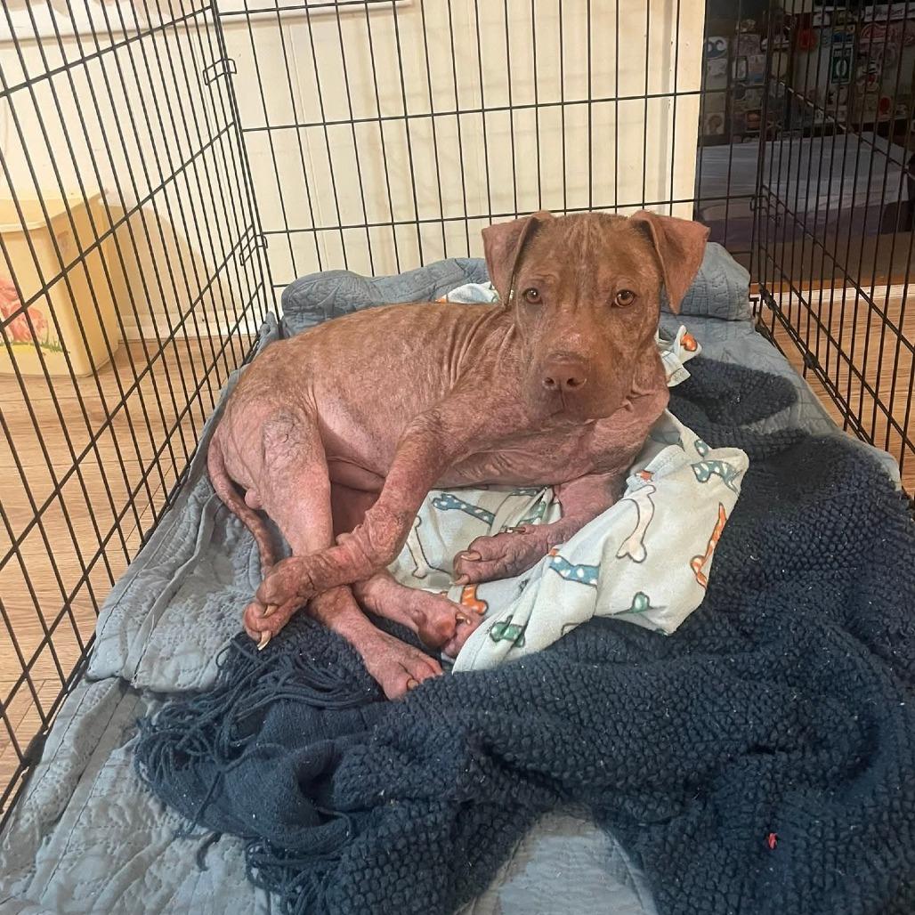 Enlarge Gator, a Adoptable mixed breed in Englewood, FL image 2/4