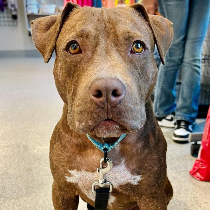 Enlarge Gator, a Adoptable mixed breed in Englewood, FL image 3/4