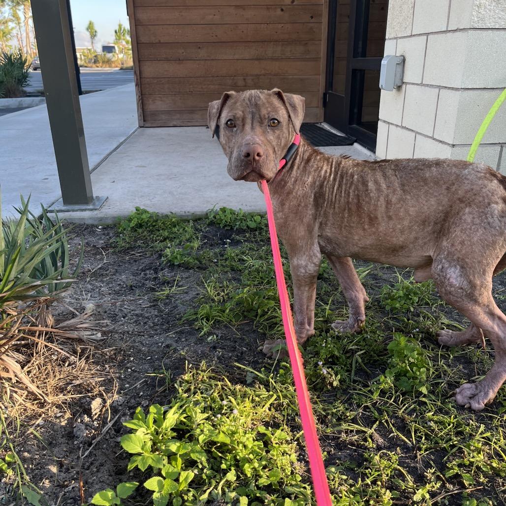 Enlarge Gator, a Adoptable mixed breed in Englewood, FL image 4/4