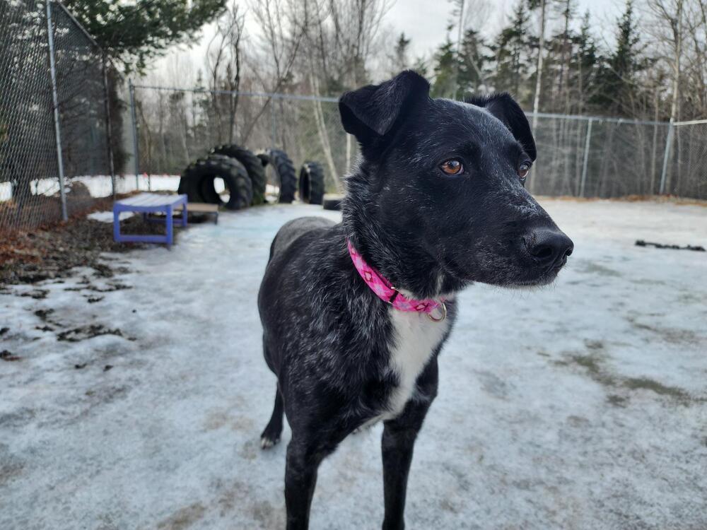 Harie, Adoptable, Adult Female Australian Cattle Dog / Blue Heeler.