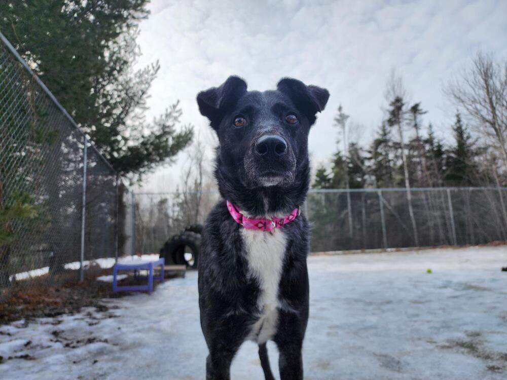 Enlarge Harie, a Adoptable mixed breed in Trenton, ME image 2/3