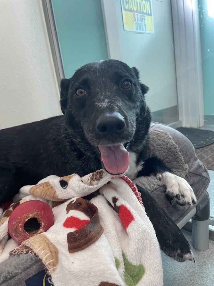 Enlarge Harie, a Adoptable mixed breed in Trenton, ME image 3/3