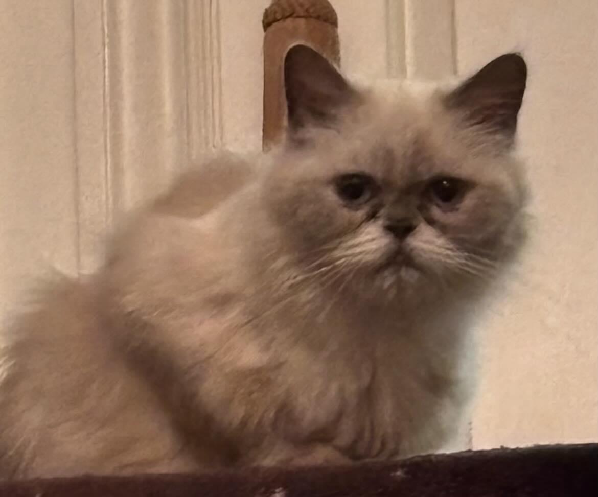 Enlarge Esmeralda, a Adoptable Persian in Woodmere, NY image 1/5