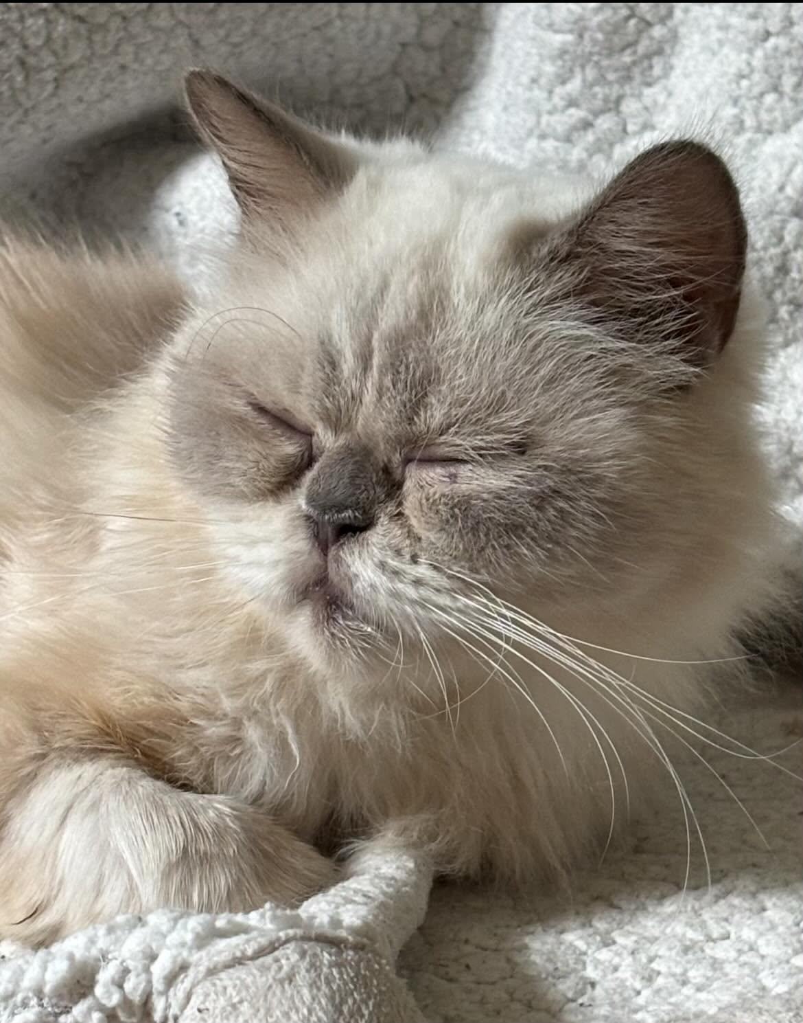 Enlarge Esmeralda, a Adoptable Persian in Woodmere, NY image 4/5