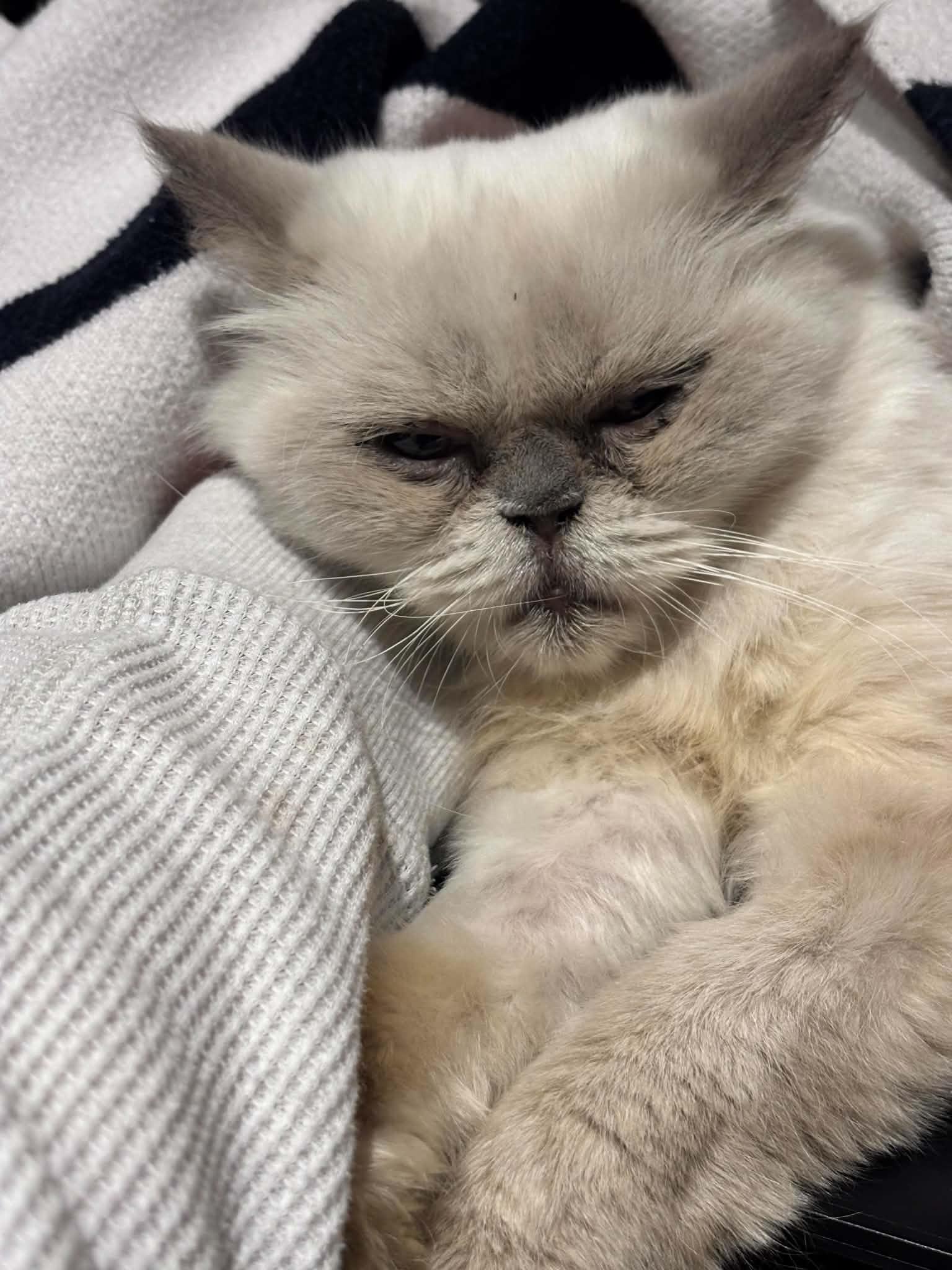 Enlarge Esmeralda, a Adoptable Persian in Woodmere, NY image 2/5