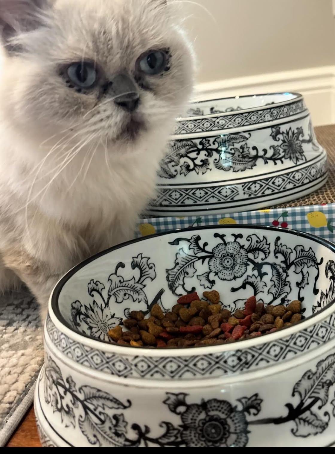 Enlarge Esmeralda, a Adoptable Persian in Woodmere, NY image 3/5