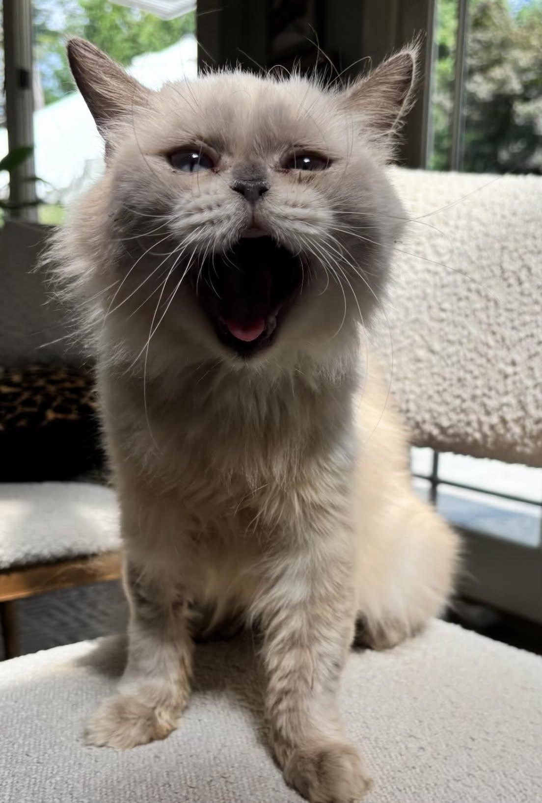 Enlarge Esmeralda, a Adoptable Persian in Woodmere, NY image 5/5