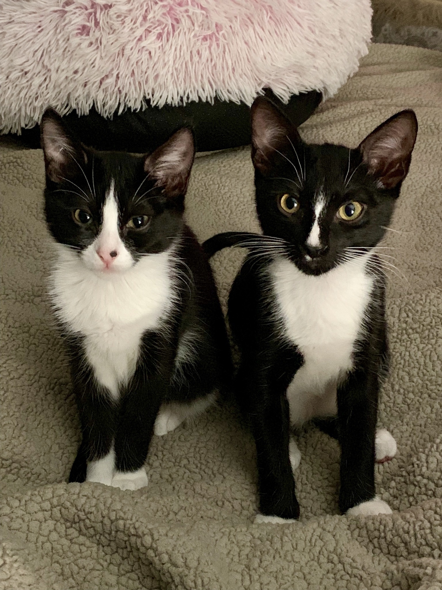 Pickles, Adoptable, Adult Male Tuxedo.