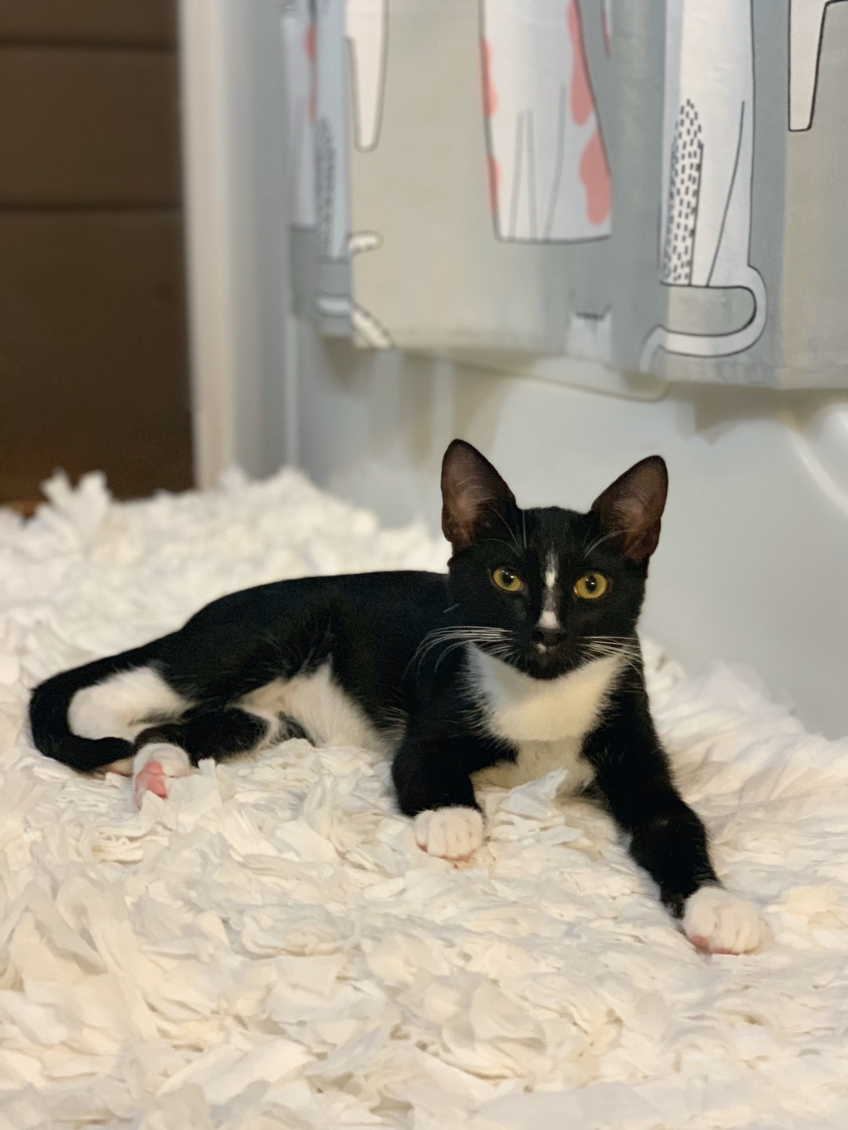 Pickles, a Adoptable Tuxedo in Houston, TX image 2/6