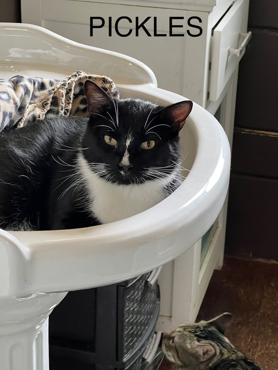 Pickles, a Adoptable Tuxedo in Houston, TX image 3/6