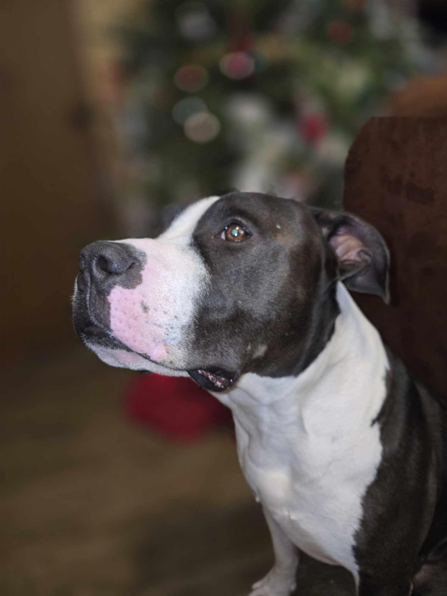 Landon, an adoptable Pit Bull Terrier in Sagle, ID, 83860 | Photo Image 5
