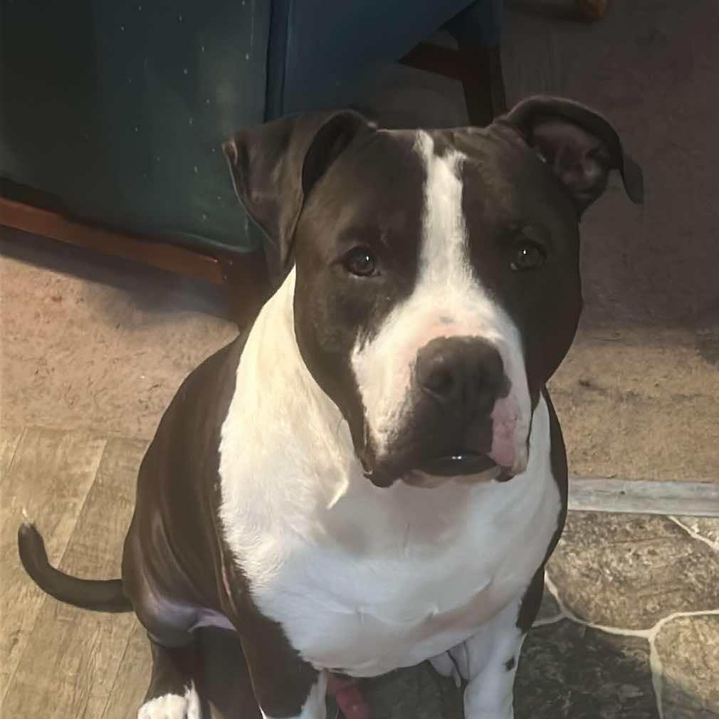 Landon, an adoptable Pit Bull Terrier in Sagle, ID, 83860 | Photo Image 4