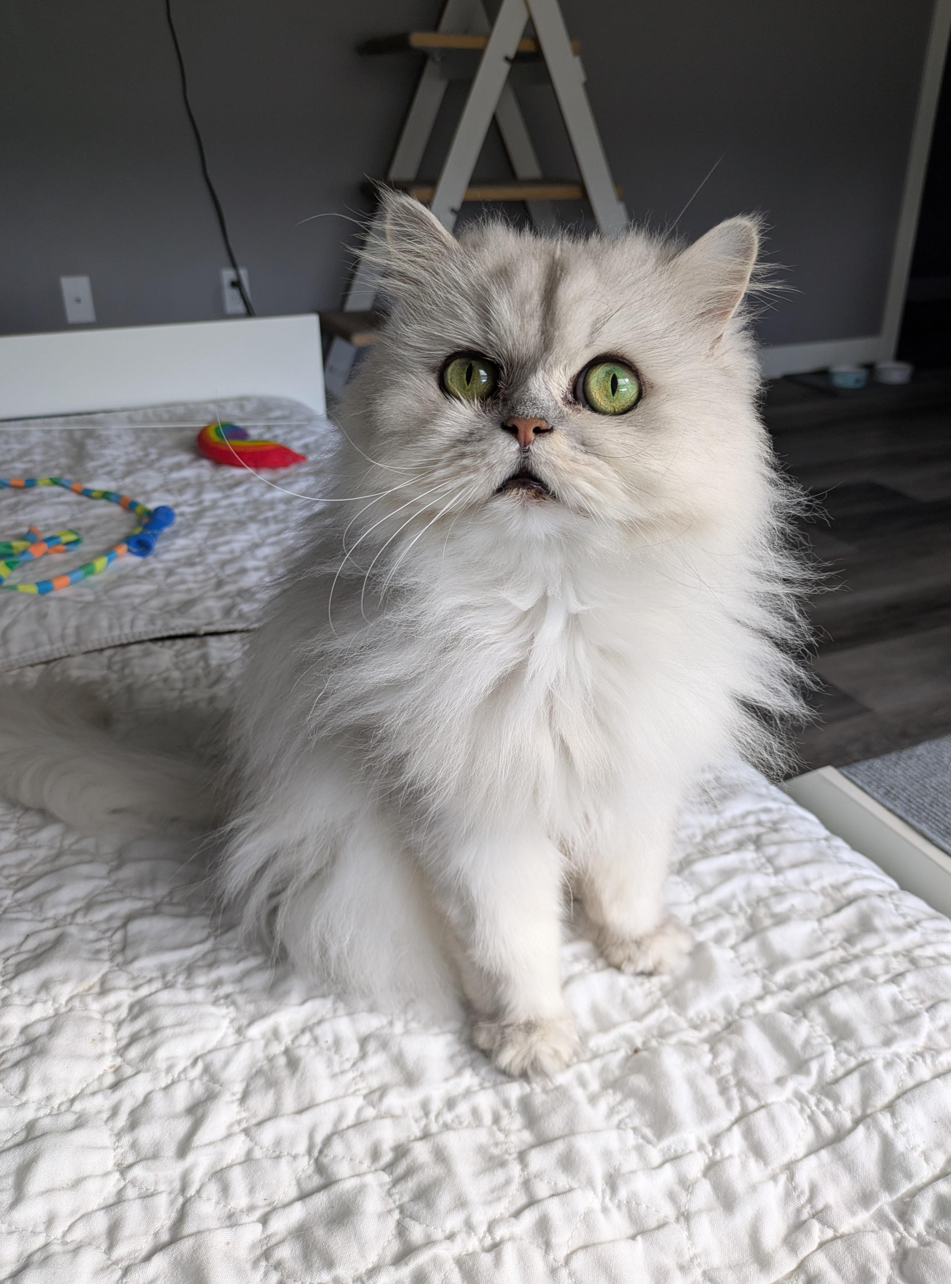Enlarge Kodi, a Adoptable Persian in OshKosh, WI image 1/6