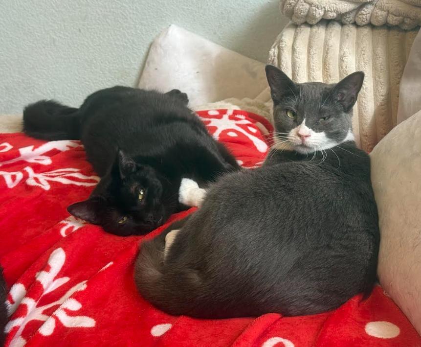 Enlarge Dorian (Dory) + Jacob Blackington, a Adoptable Domestic Short Hair in Aurora, CO image 1/3