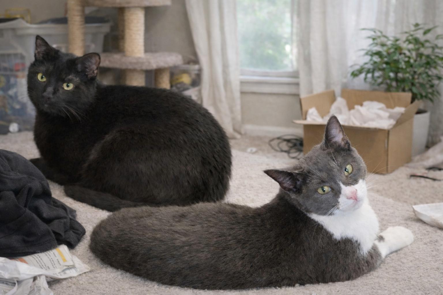 Enlarge Dorian (Dory) + Jacob Blackington, a Adoptable Domestic Short Hair in Aurora, CO image 2/3
