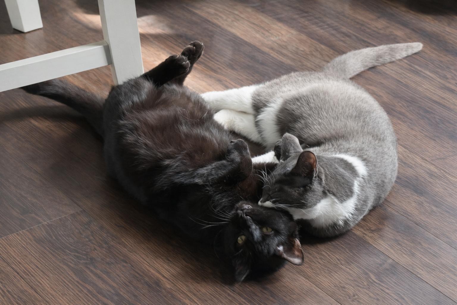 Enlarge Dorian (Dory) + Jacob Blackington, a Adoptable Domestic Short Hair in Aurora, CO image 3/3