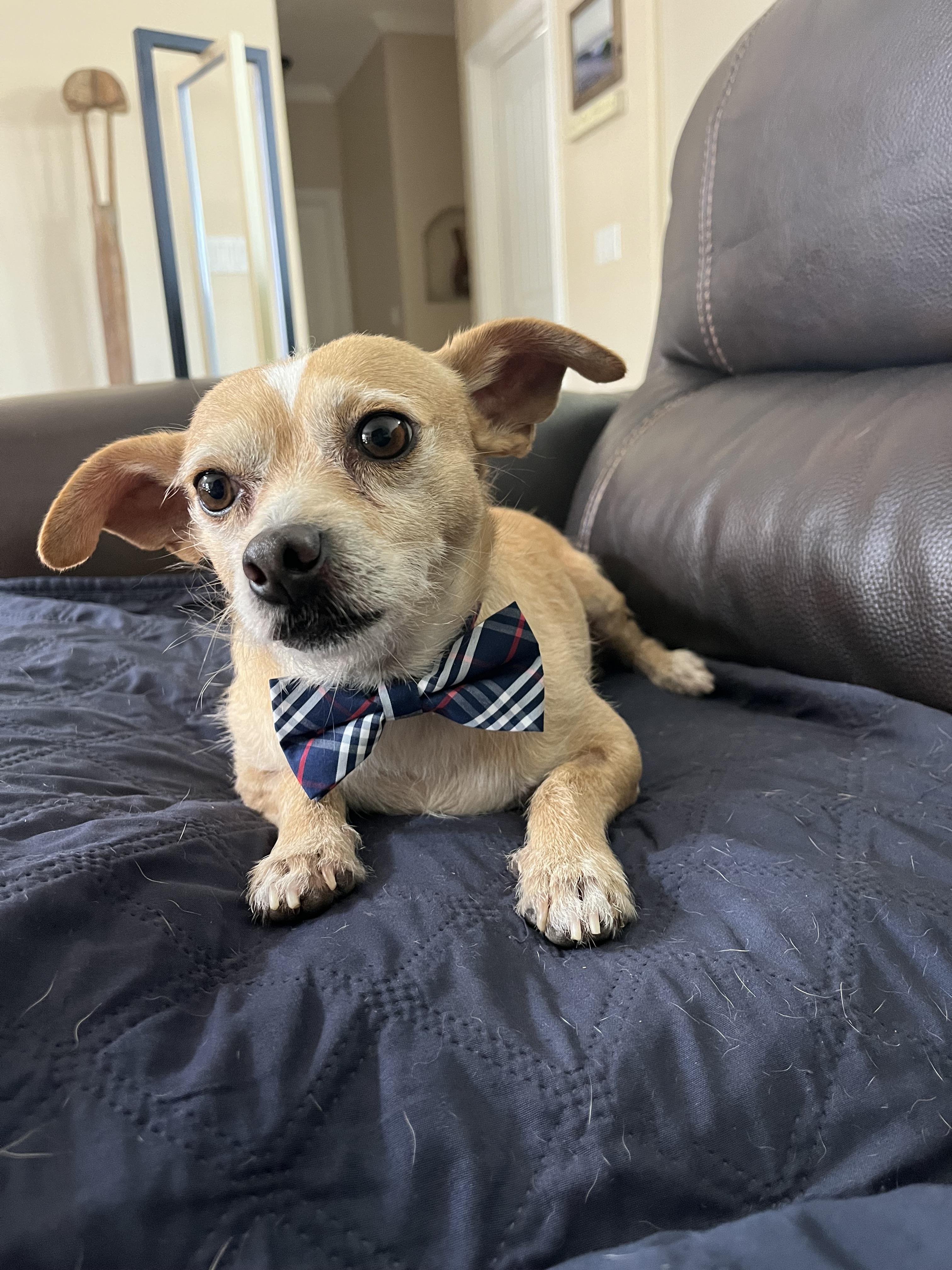 Enlarge Manny, a Adoptable mixed breed in Poway, CA image 1/6