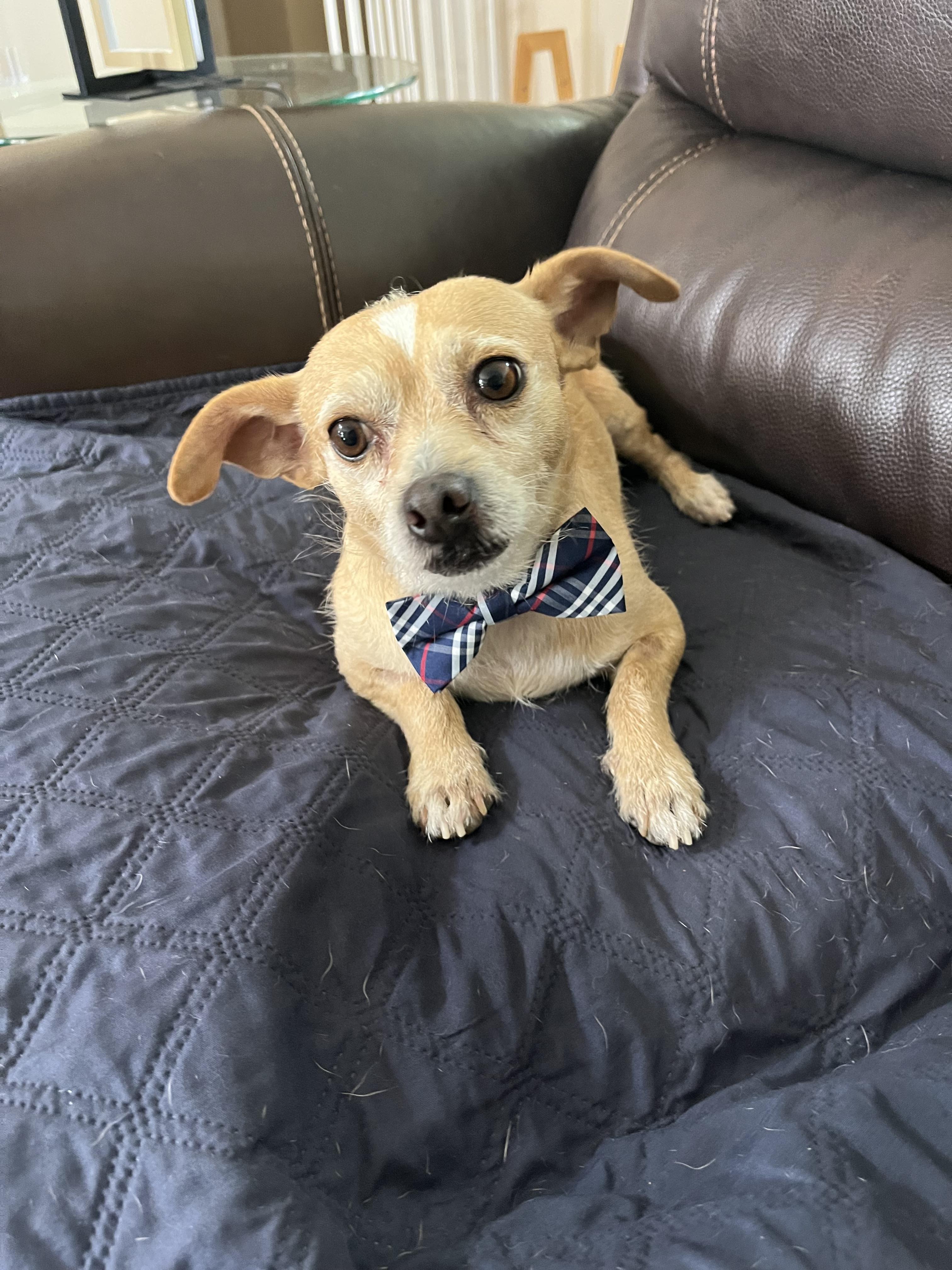 Enlarge Manny, a Adoptable mixed breed in Poway, CA image 2/6