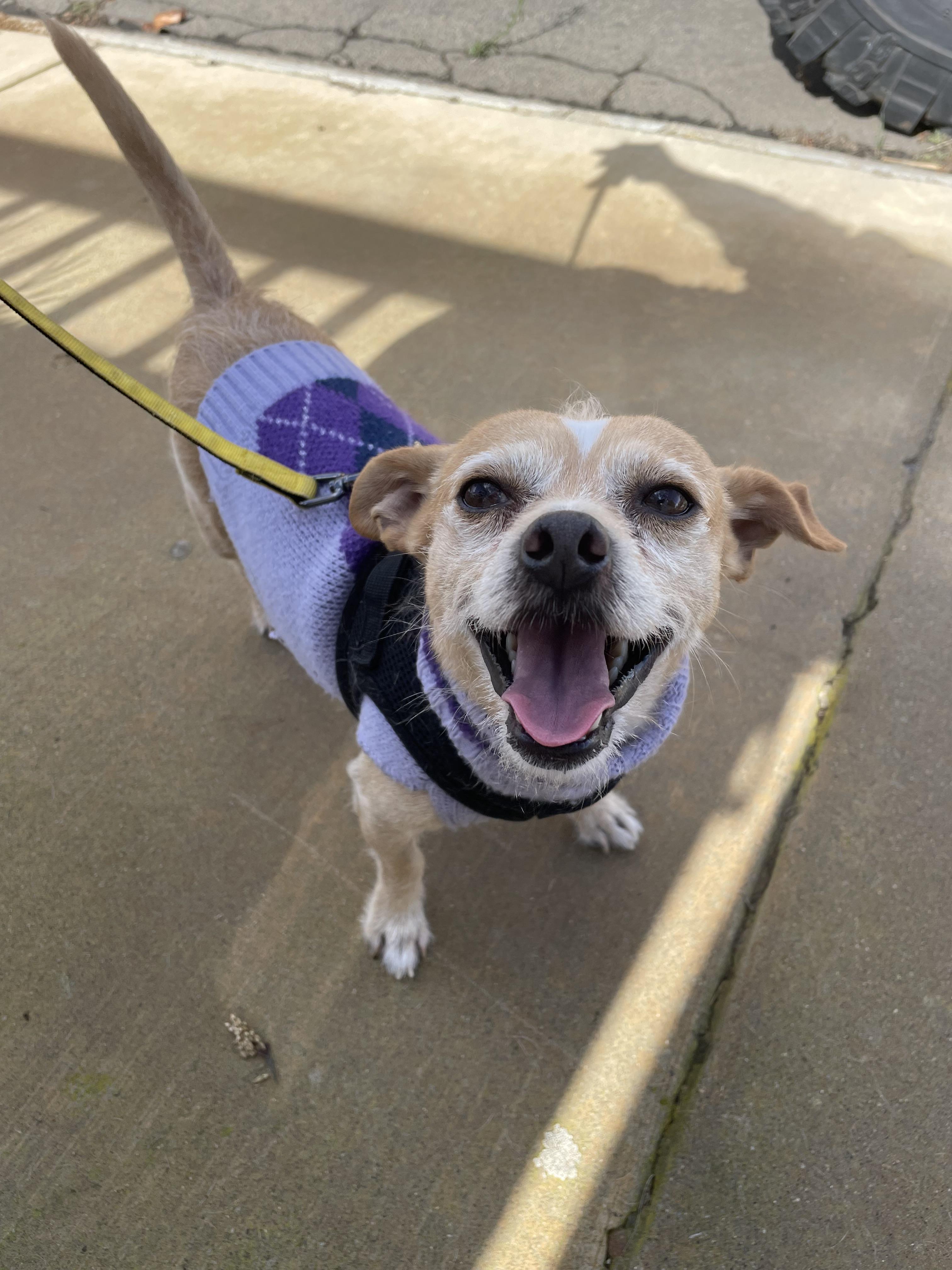 Enlarge Manny, a Adoptable mixed breed in Poway, CA image 4/6