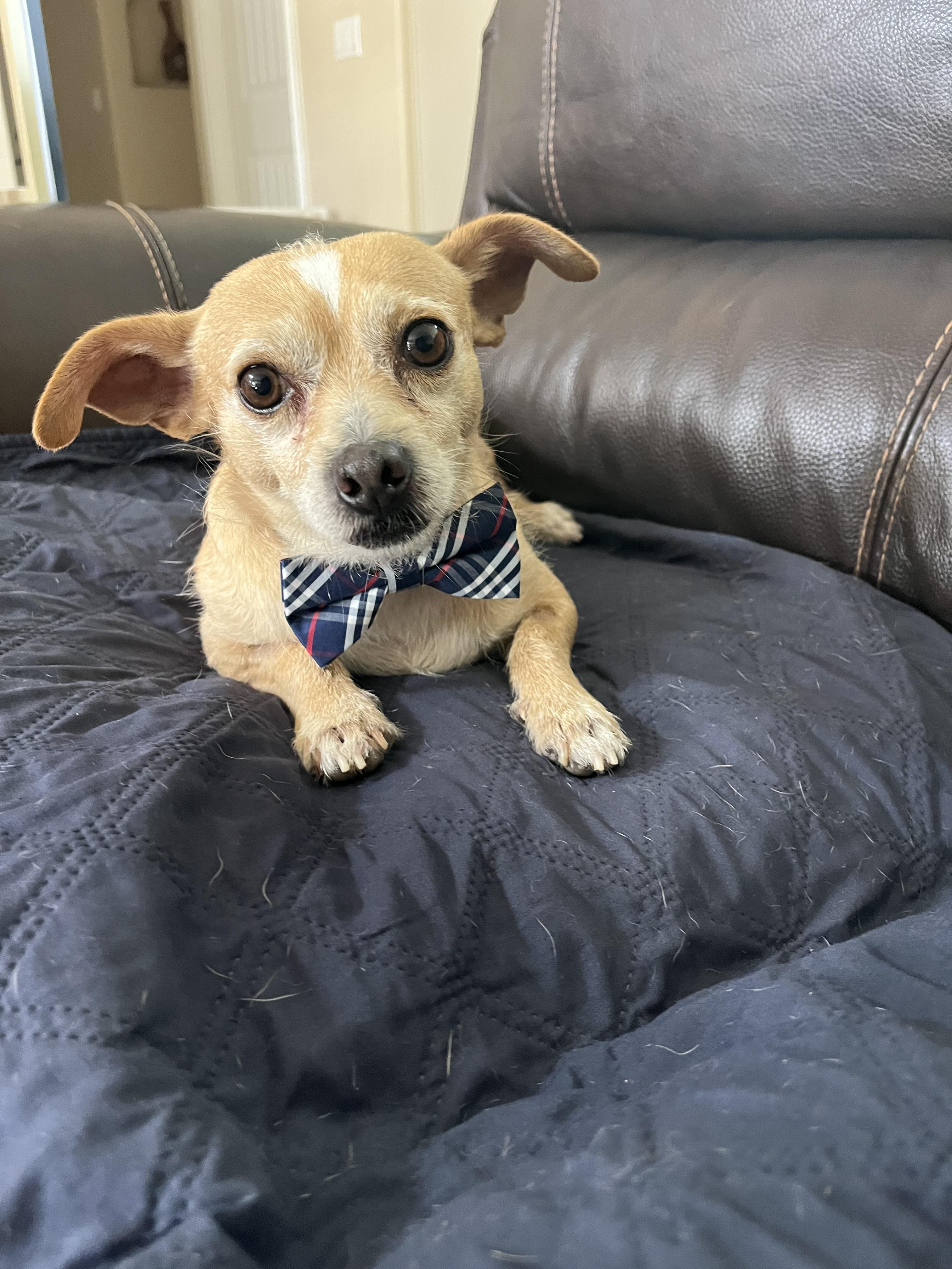 Enlarge Manny, a Adoptable mixed breed in Poway, CA image 5/6