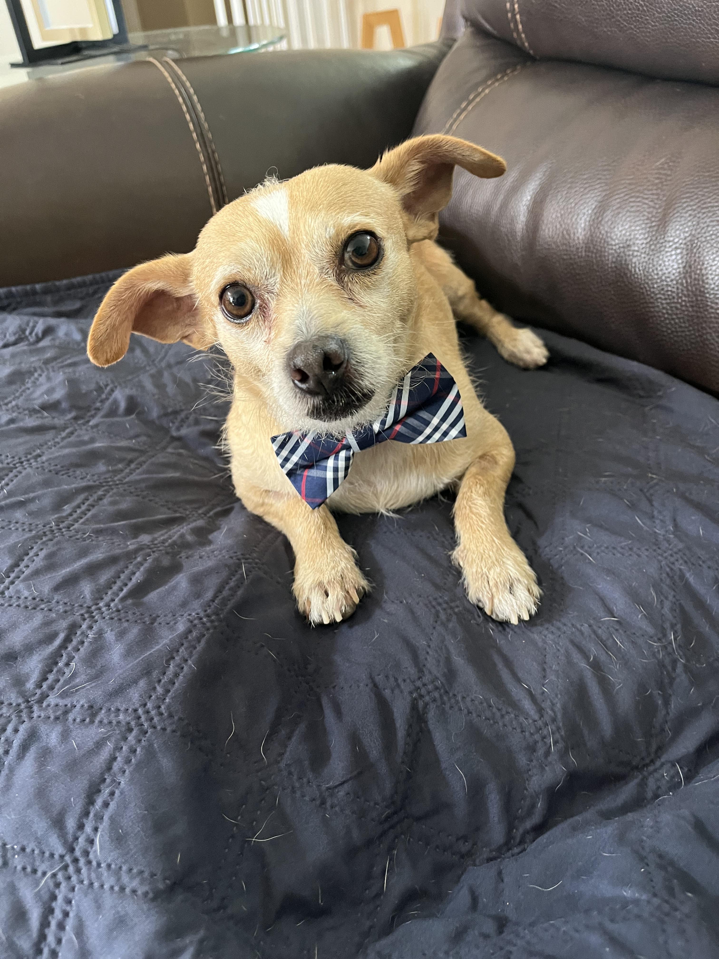 Enlarge Manny, a Adoptable mixed breed in Poway, CA image 6/6