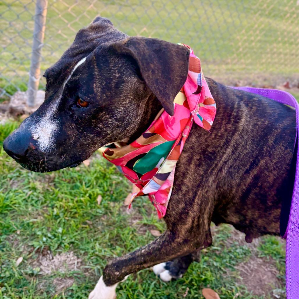 Cookie Cuddles — thumbnail 4