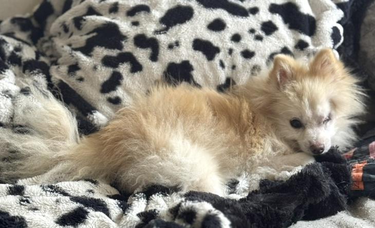 Pom Pom