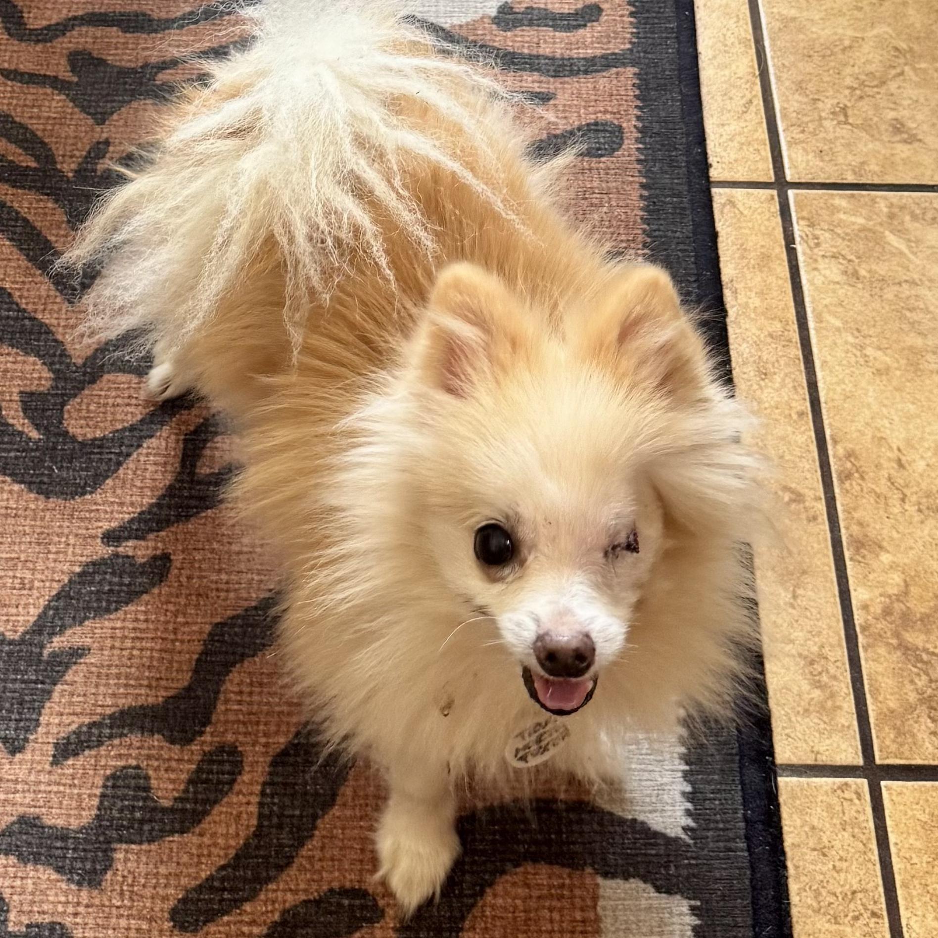 Pom Pom