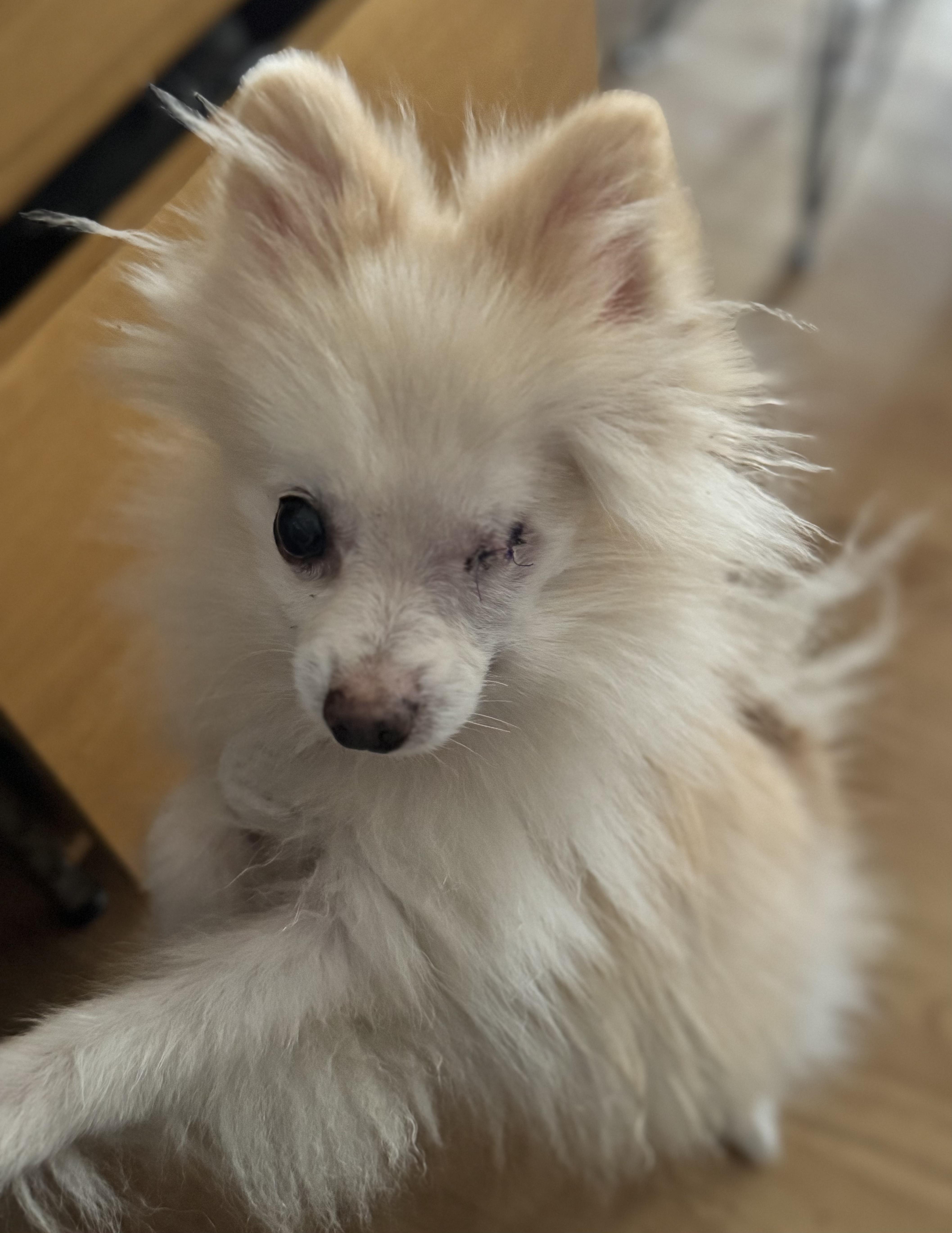 Pom Pom