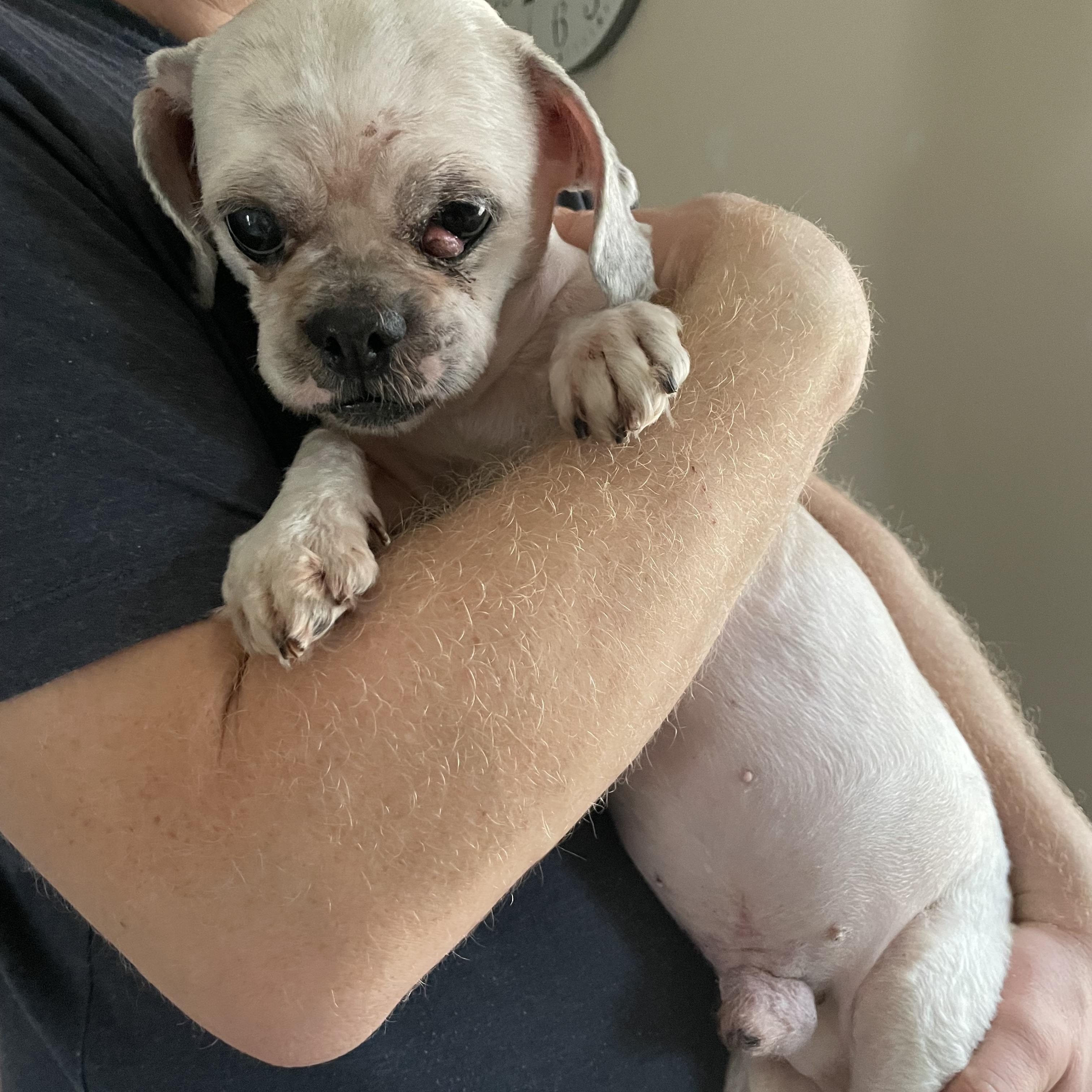 Coconut, ADOPTABLE, Adult Male Shih Tzu.