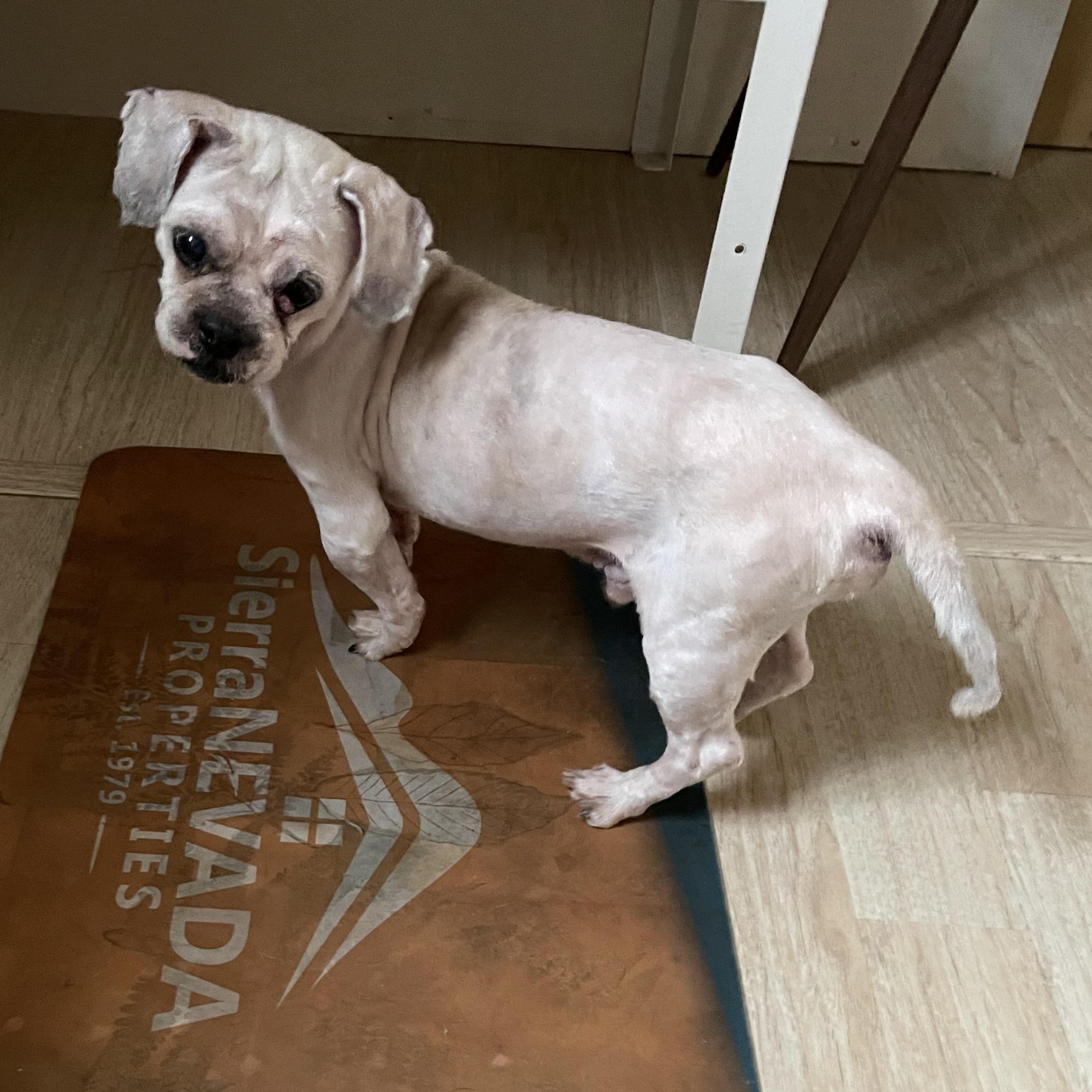 Coconut, a ADOPTABLE Shih Tzu in Pleasant Ridge, MI image 4/4