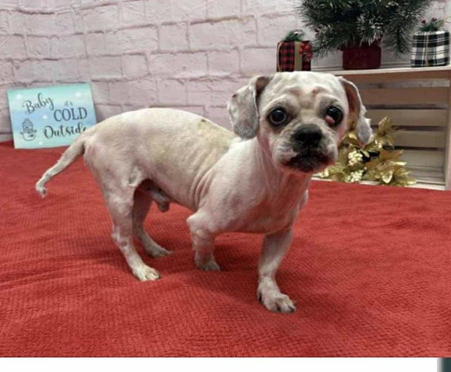 Coconut, a ADOPTABLE Shih Tzu in Pleasant Ridge, MI image 2/4