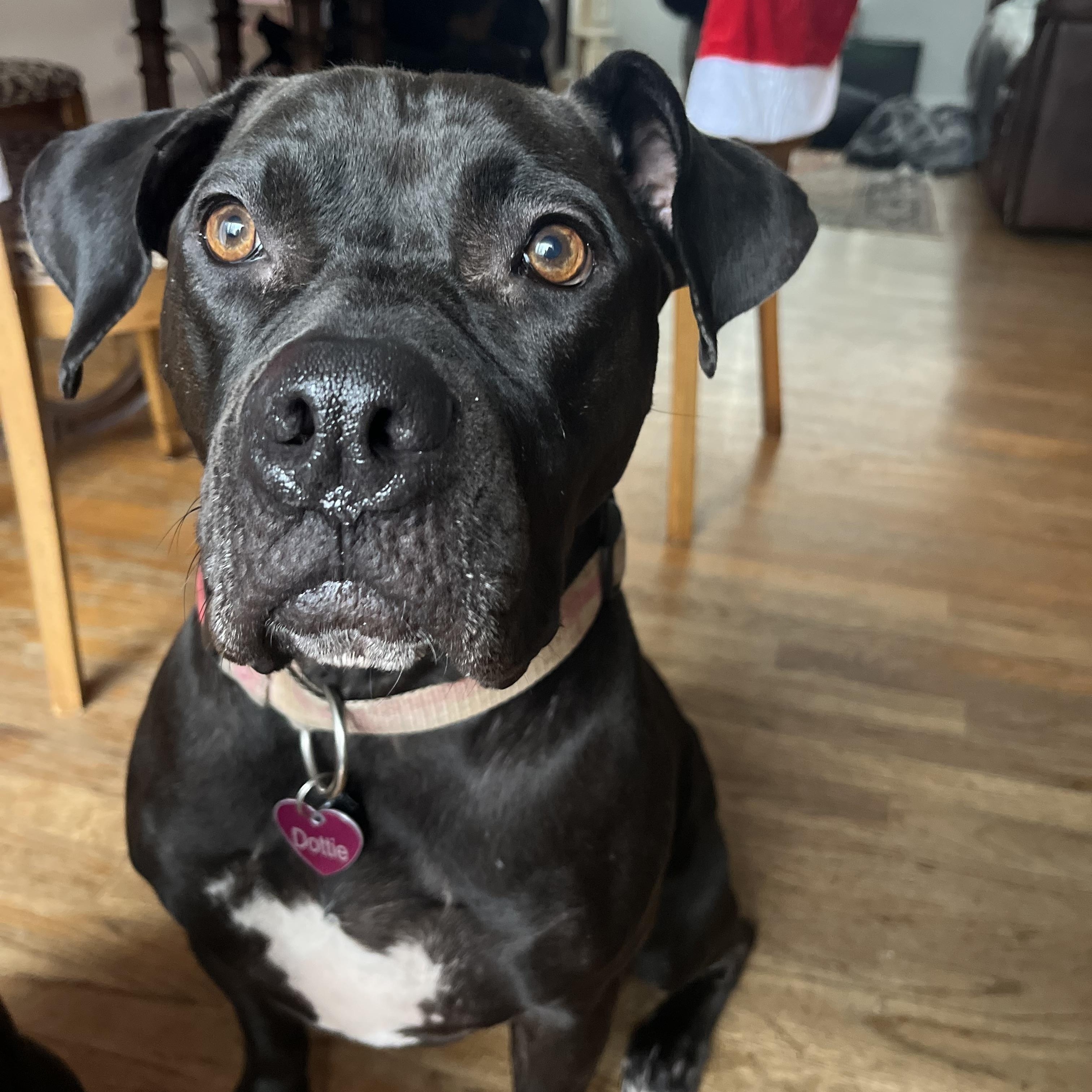 Dottie, a Adoptable mixed breed in Sioux Falls, SD image 3/6
