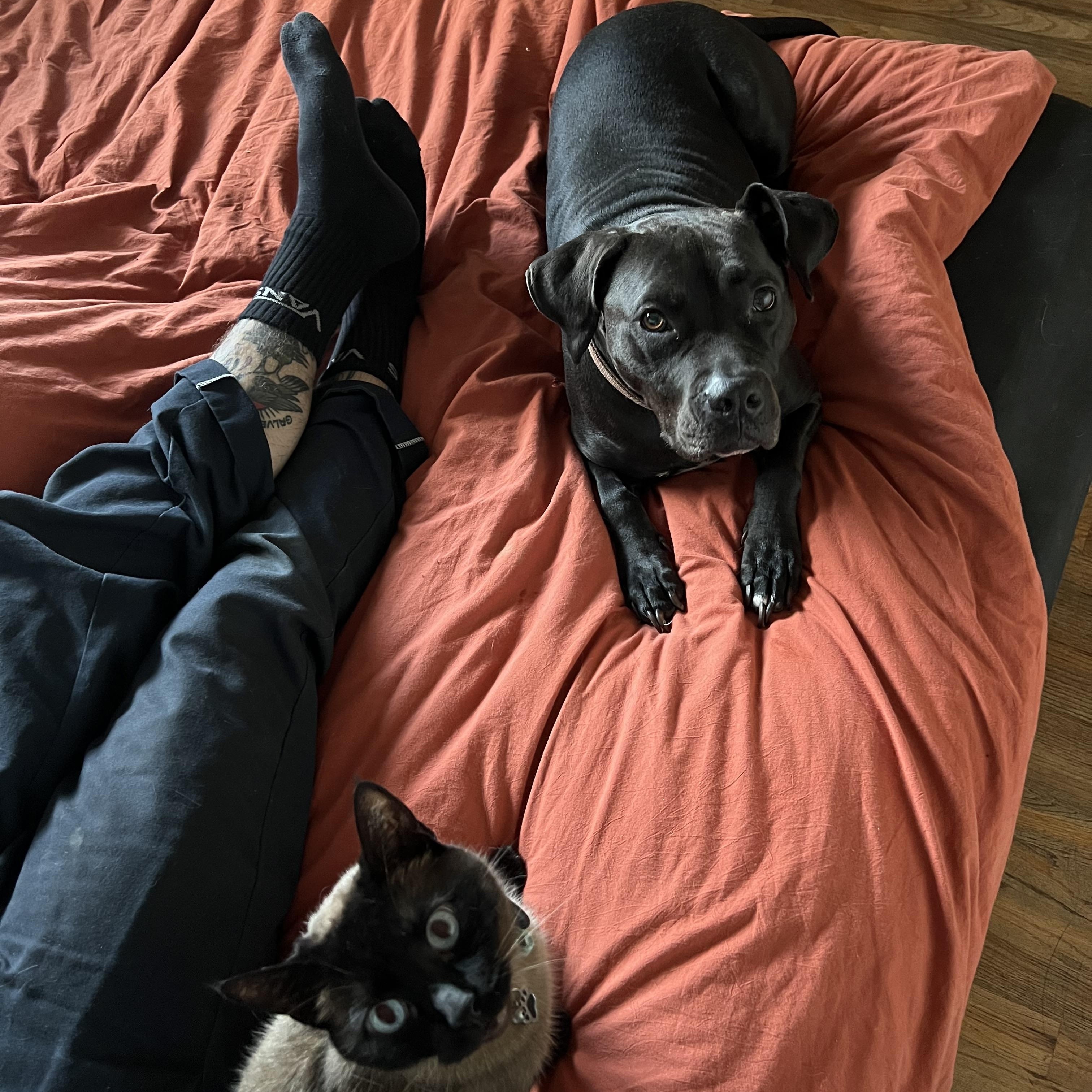 Dottie, a Adoptable mixed breed in Sioux Falls, SD image 2/6