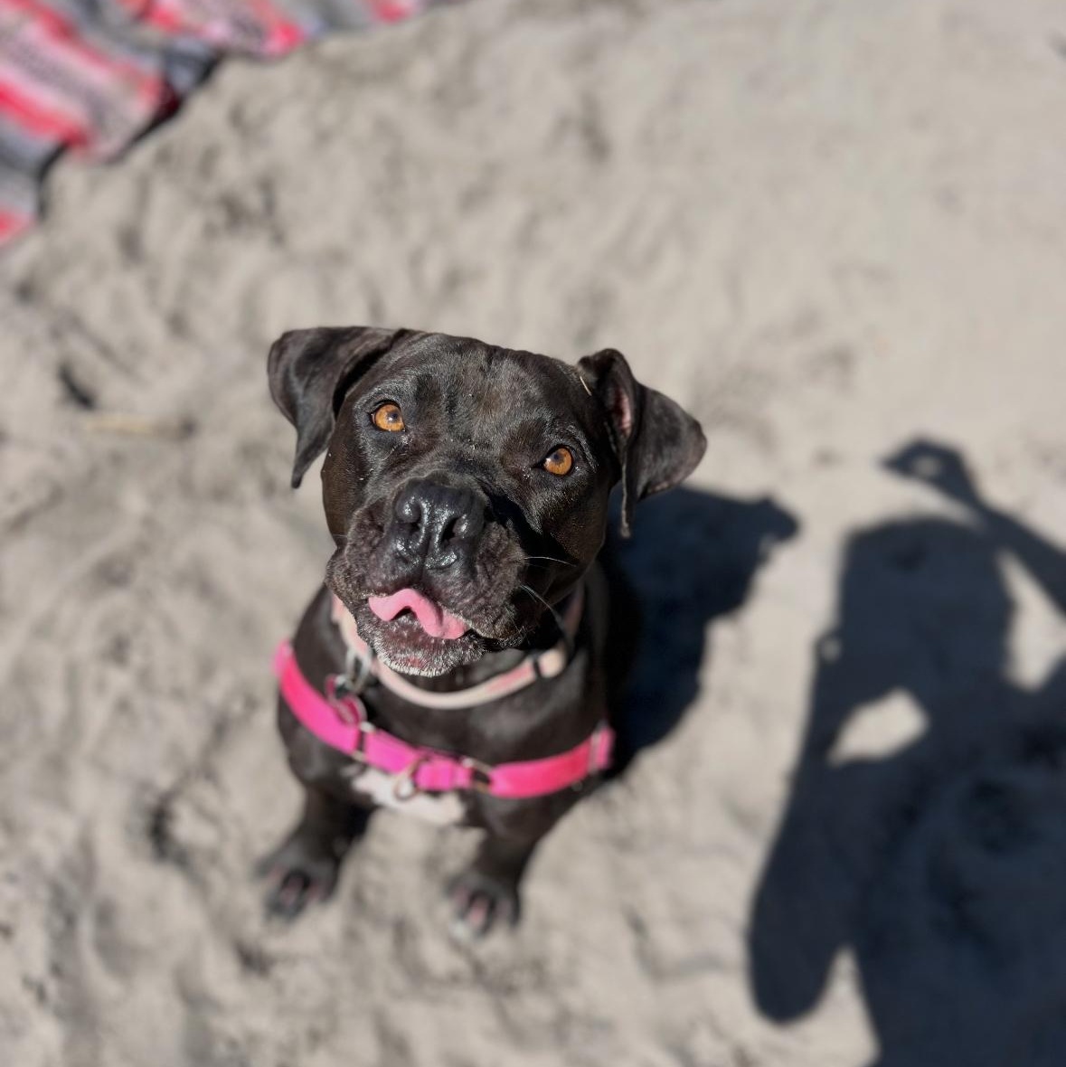Dottie, a Adoptable mixed breed in Sioux Falls, SD image 6/6