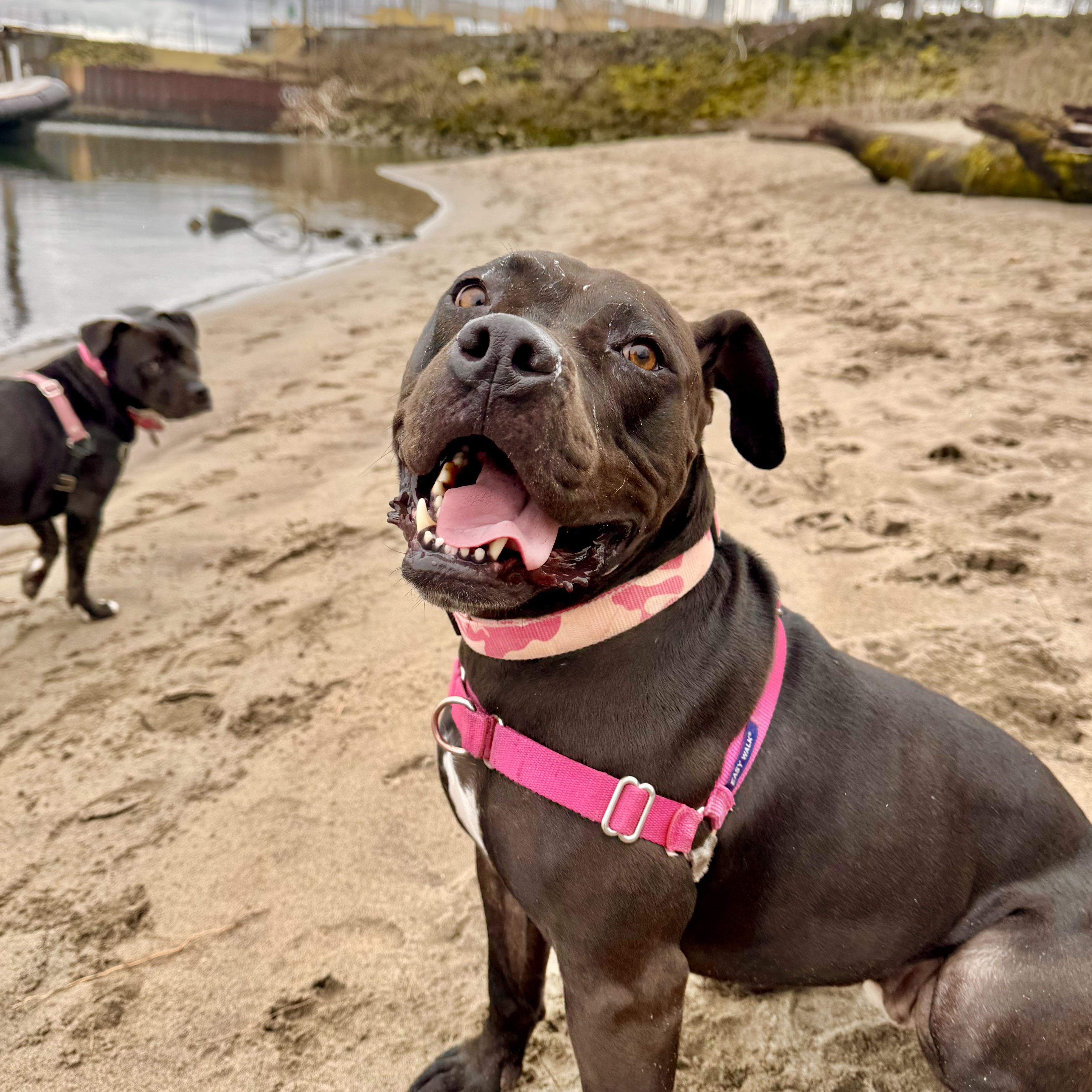 Dottie, a Adoptable mixed breed in Sioux Falls, SD image 1/6