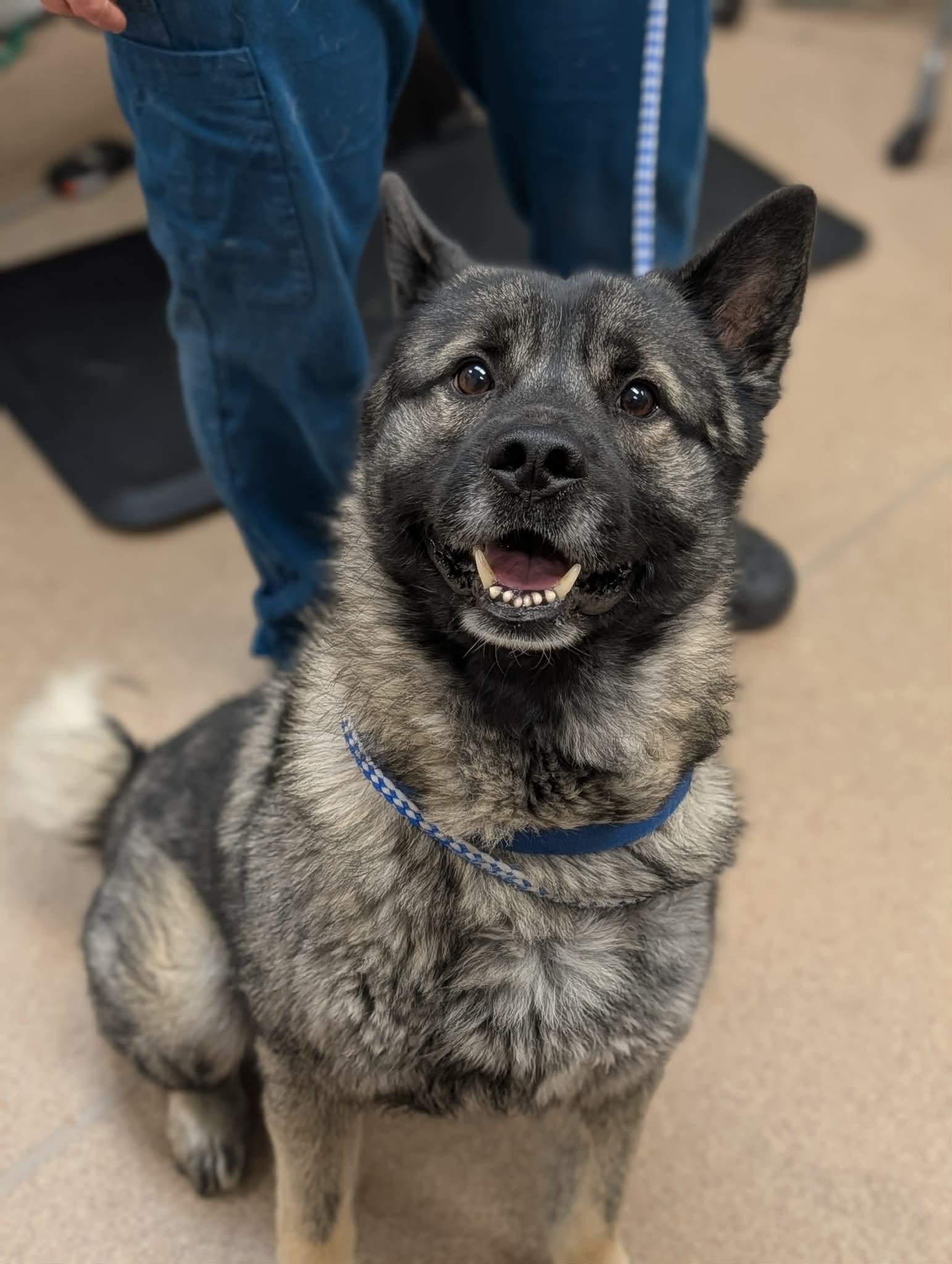 Enlarge Tank, an adopted Norwegian Elkhound in Chambersburg, PA image 2/3
