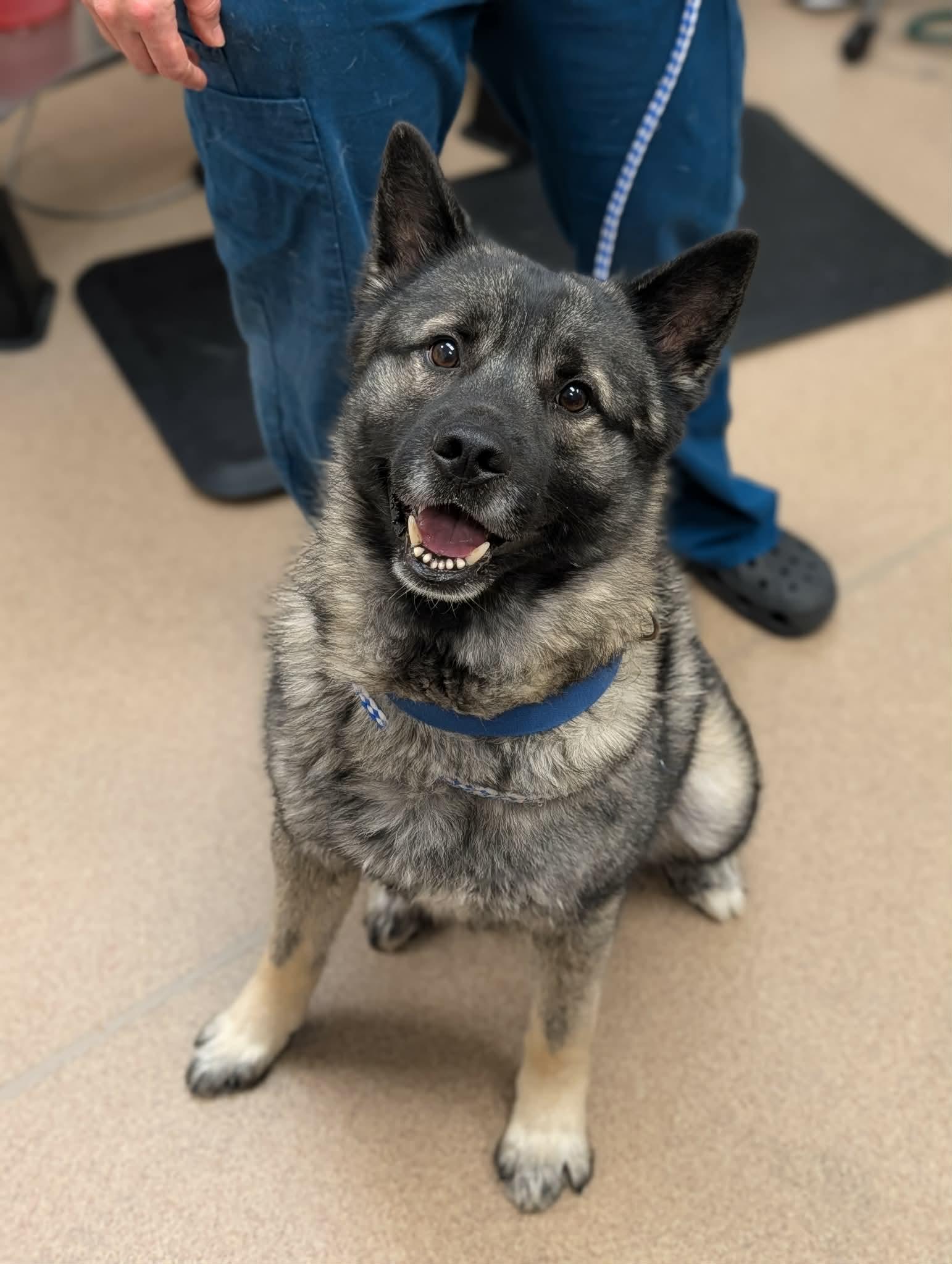 Tank, adopted, Adult Male Norwegian Elkhound.