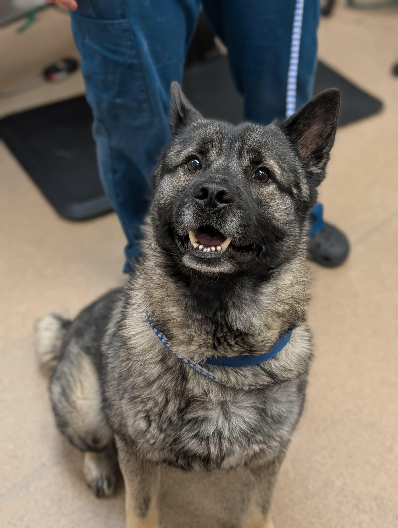 Enlarge Tank, an adopted Norwegian Elkhound in Chambersburg, PA image 3/3