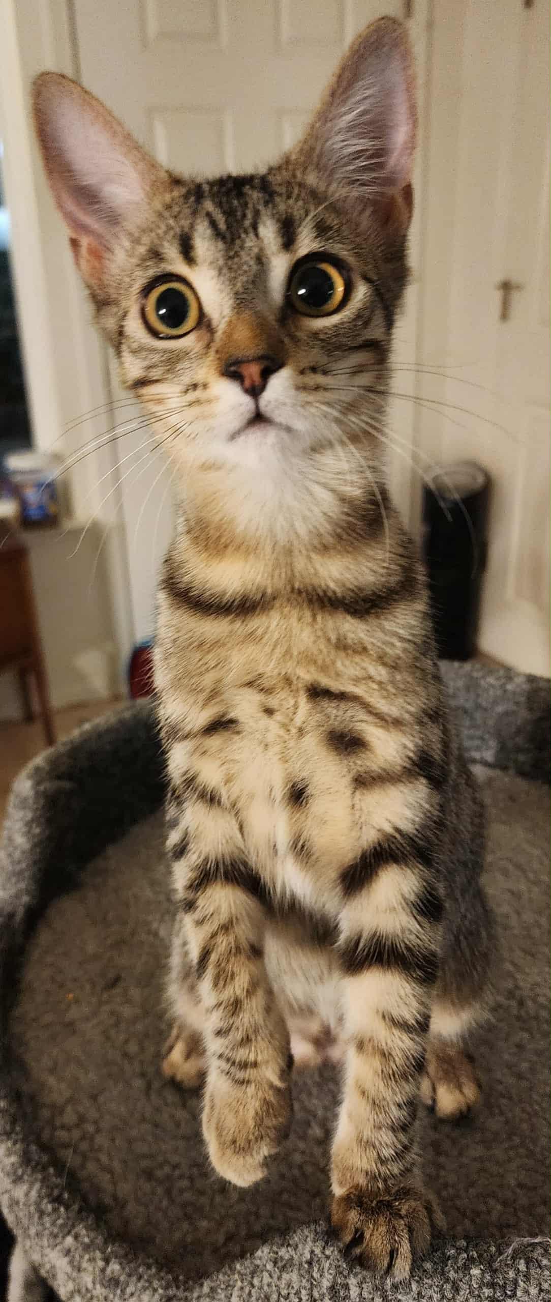 Saffron, Adoptable, Young Female Domestic Short Hair.