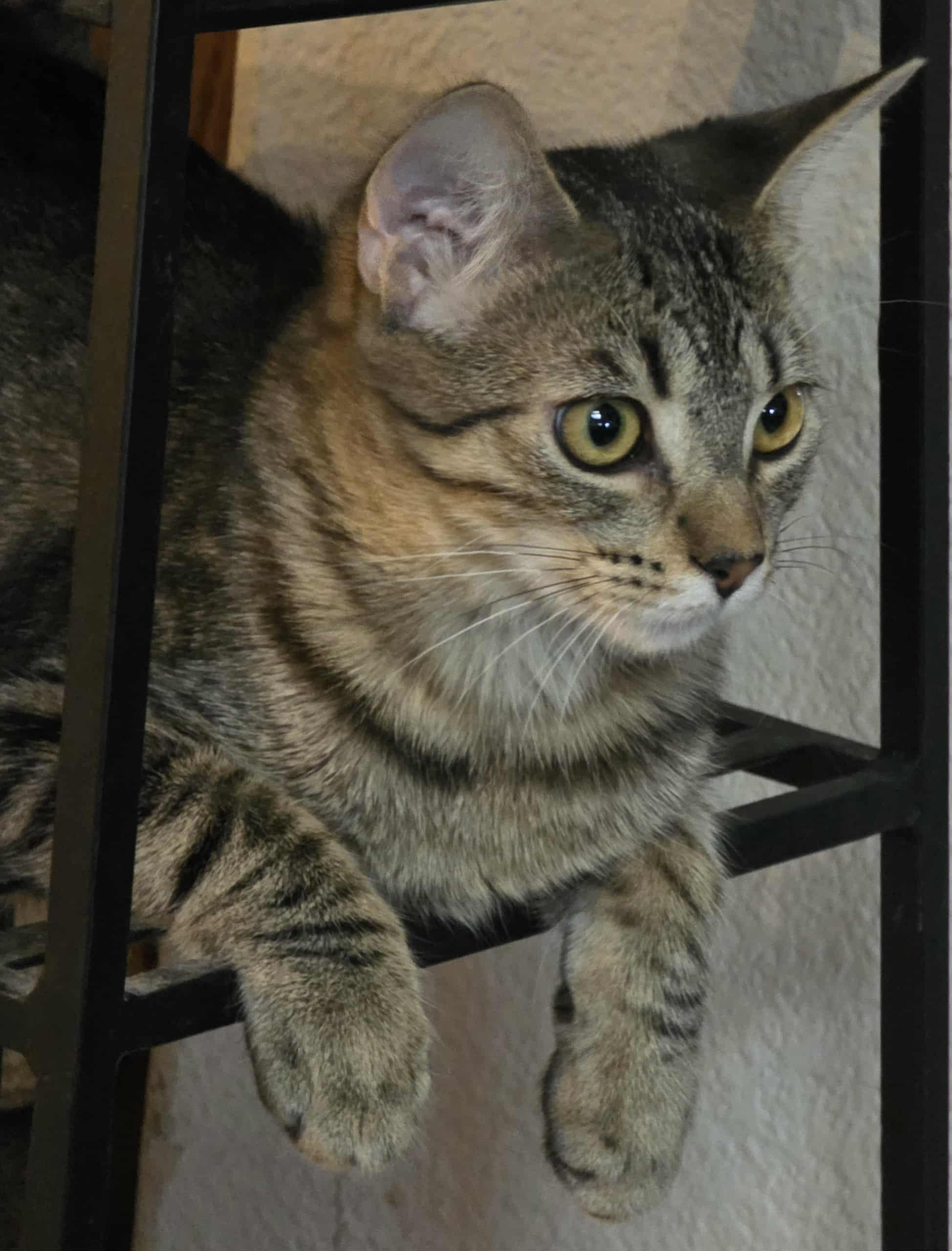 Enlarge Saffron, a Adoptable Domestic Short Hair in Brentwood, CA image 1/5
